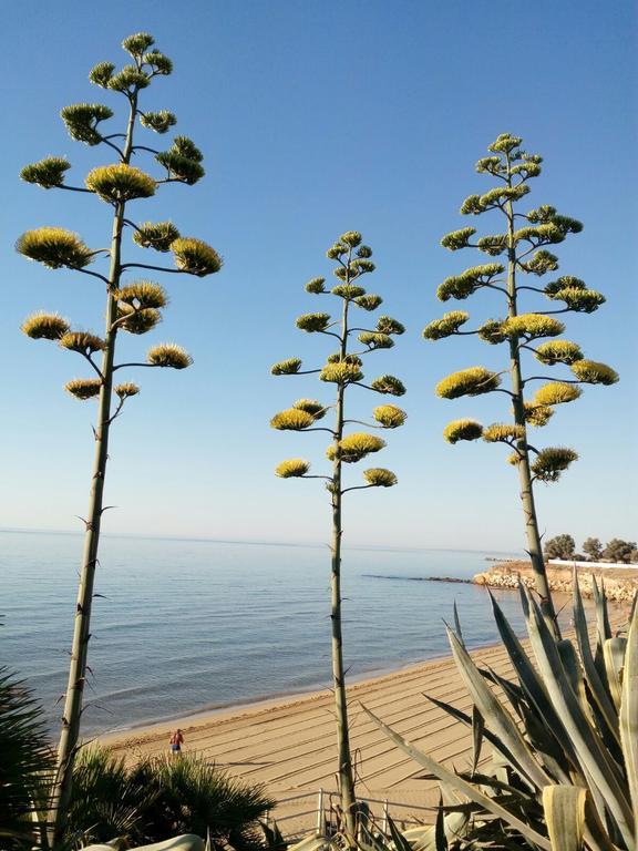 Villa Del Mar อาโวลา ภายนอก รูปภาพ